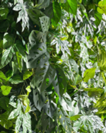 Монстера Obliqua 50 см.