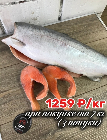Форель морская с/м 1,8 - 2,7 кг 1259 р/кг