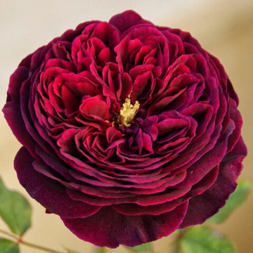 Роза клумбовая Черничная Гора