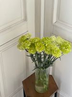 Диантус в зеленом оттенке