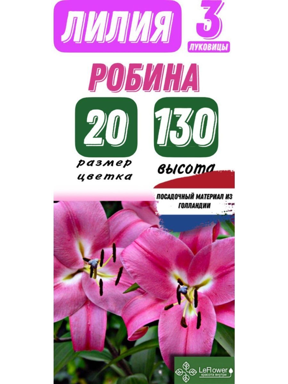 Лилия Луковица, Робина, ОТ-гибрид, разбор 20/22, 3 шт