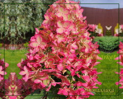 Гортензия метельчатая Металлика (Hydrangea paniculata `Metalica`)