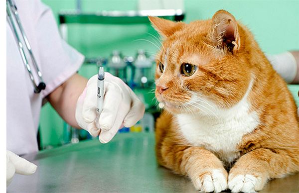 Нужно ли делать прививки домашней кошке?