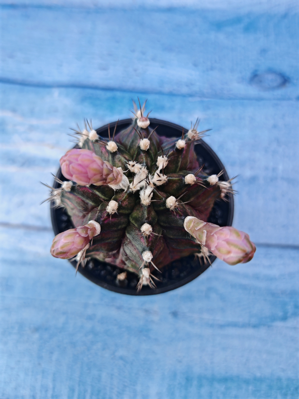 Gymnocalycium T-Rex Pink hybride (Гимнокалициум T-rex)