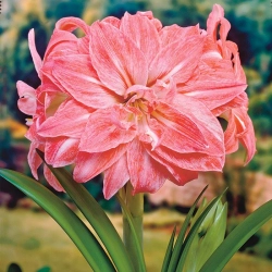 Амариллис Леди Джейн Закупка М80 сентябрь 2026