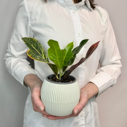 Кротон мини