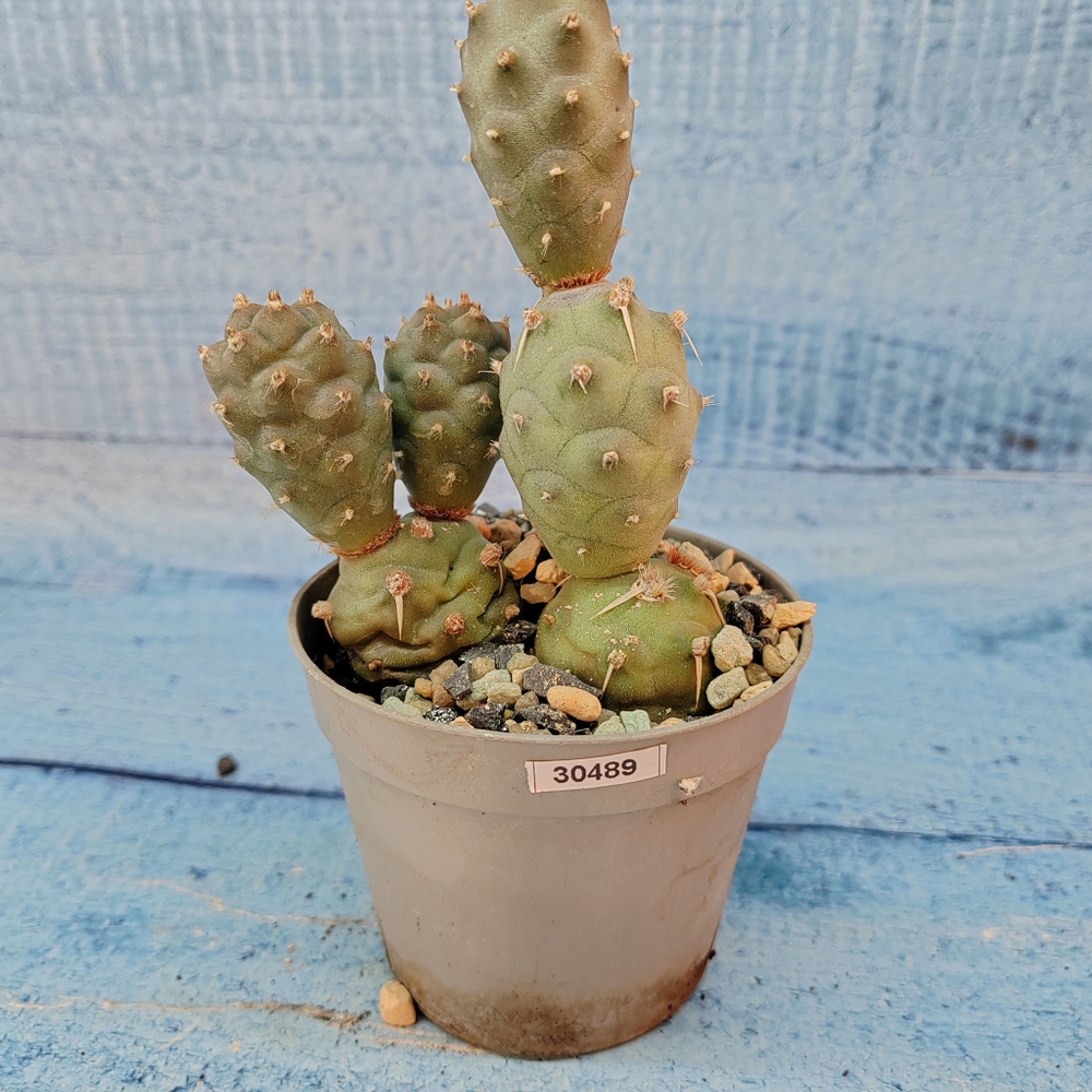 Tephrocactus Articulatus (Тефрокактус)