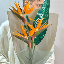 Птица, которая решила остаться. Букет со стрелицией