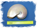 Nautilus pompilius 12 - 14 sm