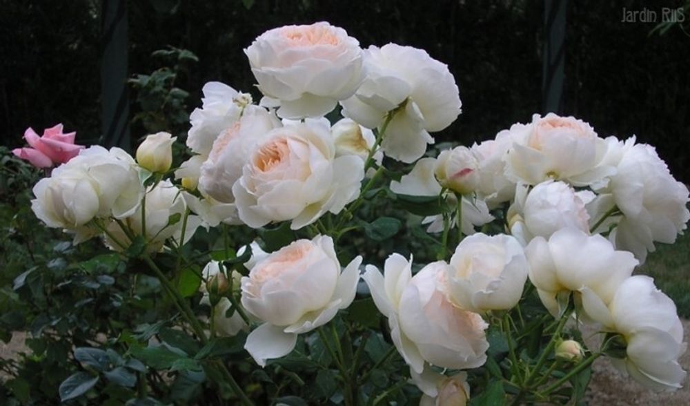 Мишель Морган (Michele Morgan)