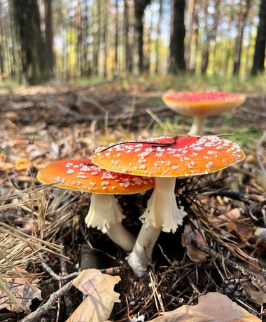 "Таману с мухомором", крем-спасатель с ланолином