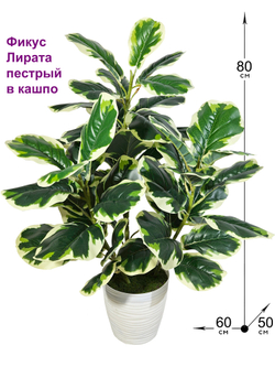Искусственный фикус Лирата пестрый в кашпо