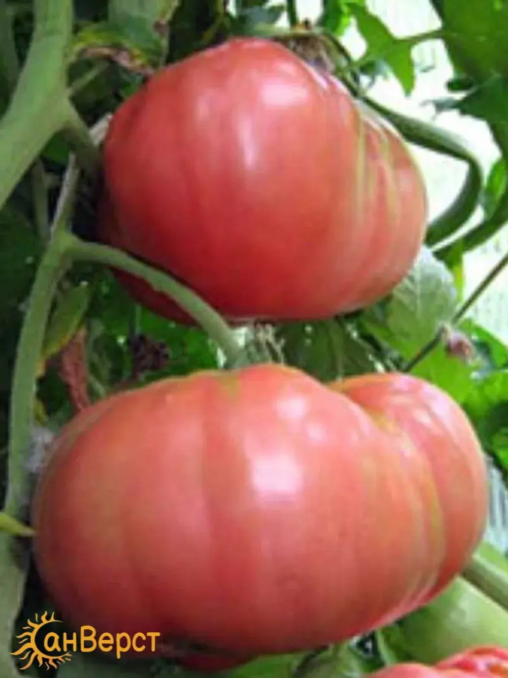 Семена томатов Розовый гигант. Идеален для салатов