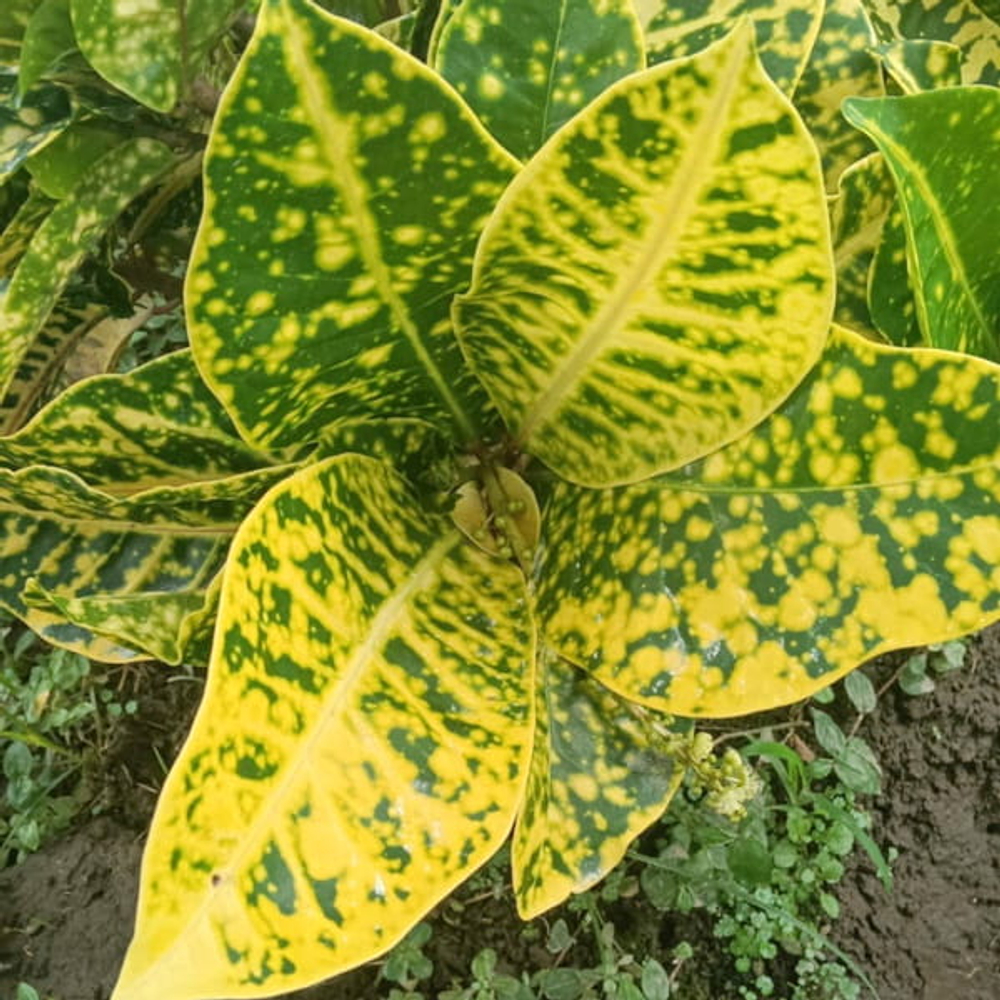 Кротон INDRAGIRI