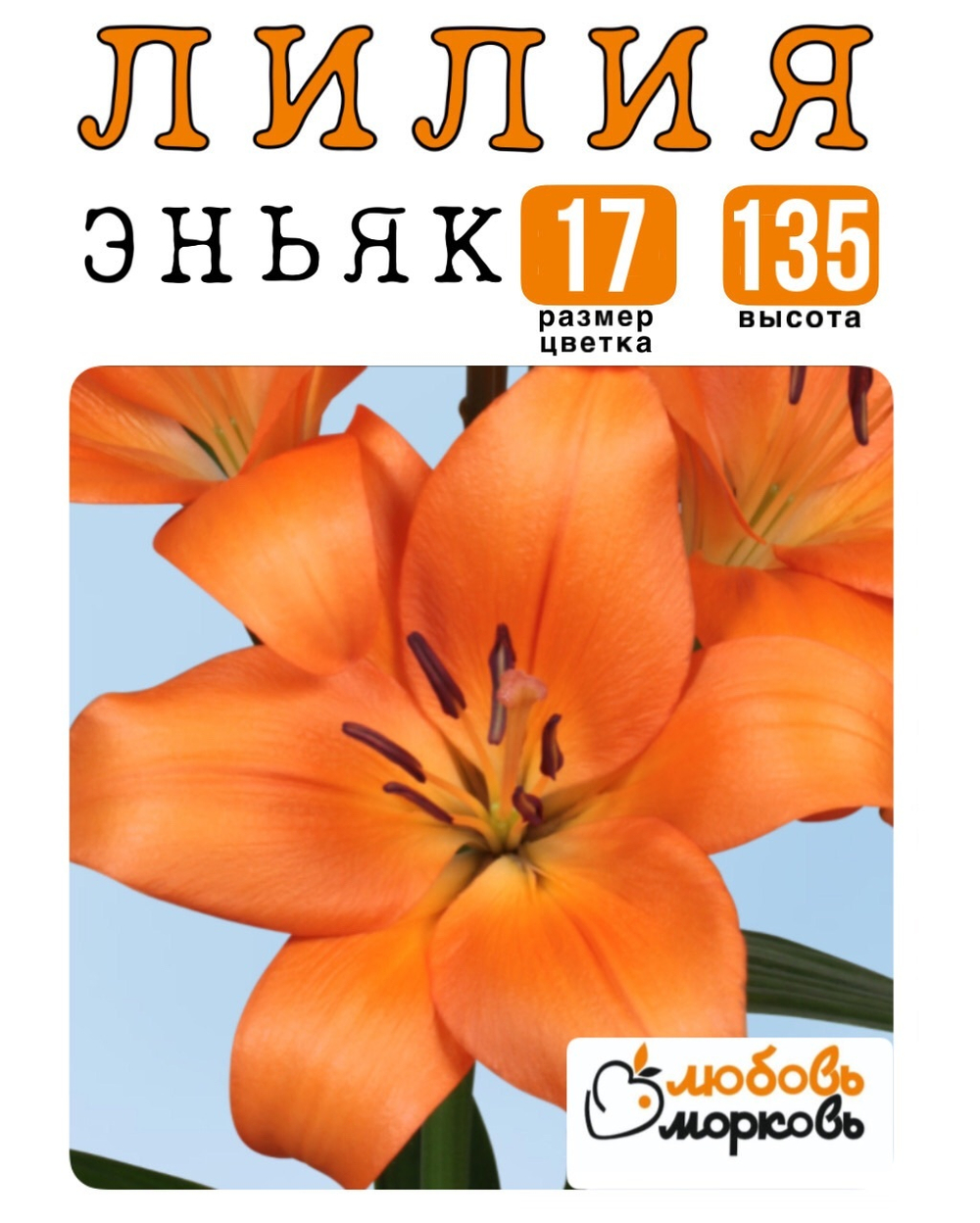 Лилия Луковица, Эньяк, ЛА-гибрид, 1 шт