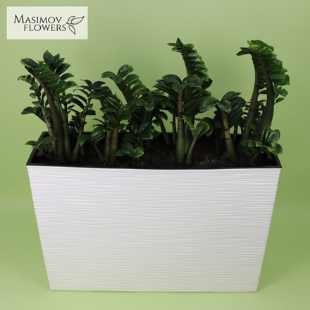 Горшочное растение "Замиокулькас" в кашпо