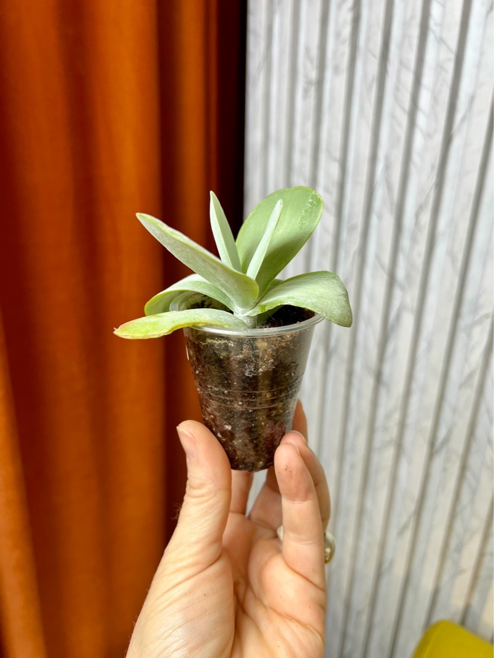 Каланхоэ Турсифлора, D5см H12см, 1шт, Urban Jungle (7143)