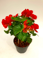 Бегония Элатиор (Бегония вечноцветущая)