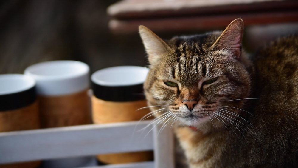 Кружка большая фарфоровая c берестой и с цитатами Чехова. Chekhov forever.