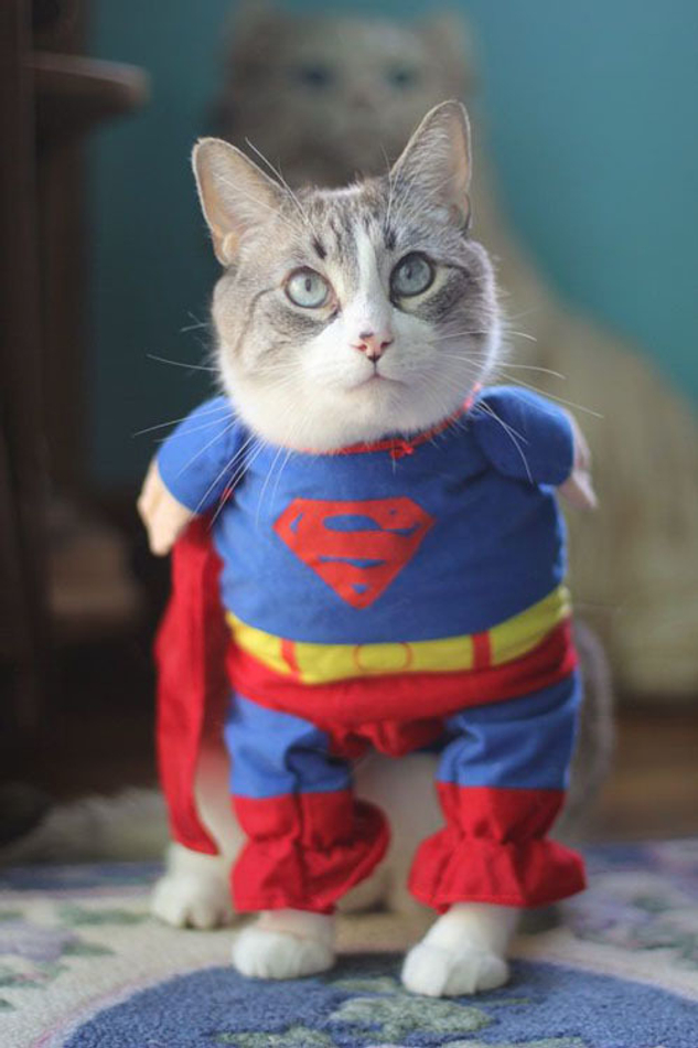 БРИТВА MUEHLE с вариантами и типами цен