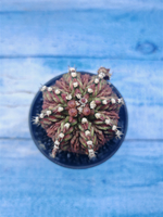 Gymnocalycium T-Rex Pink hybrid (Гимнокалициум)