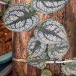 Монстера DUBBIA