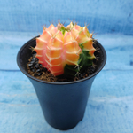 Gymnocalycium Variegata (Гимнокалициум Вариегатный)