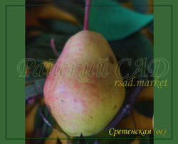 Груша Сретенская
