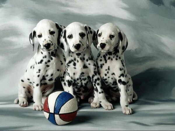 Далматин Далматин