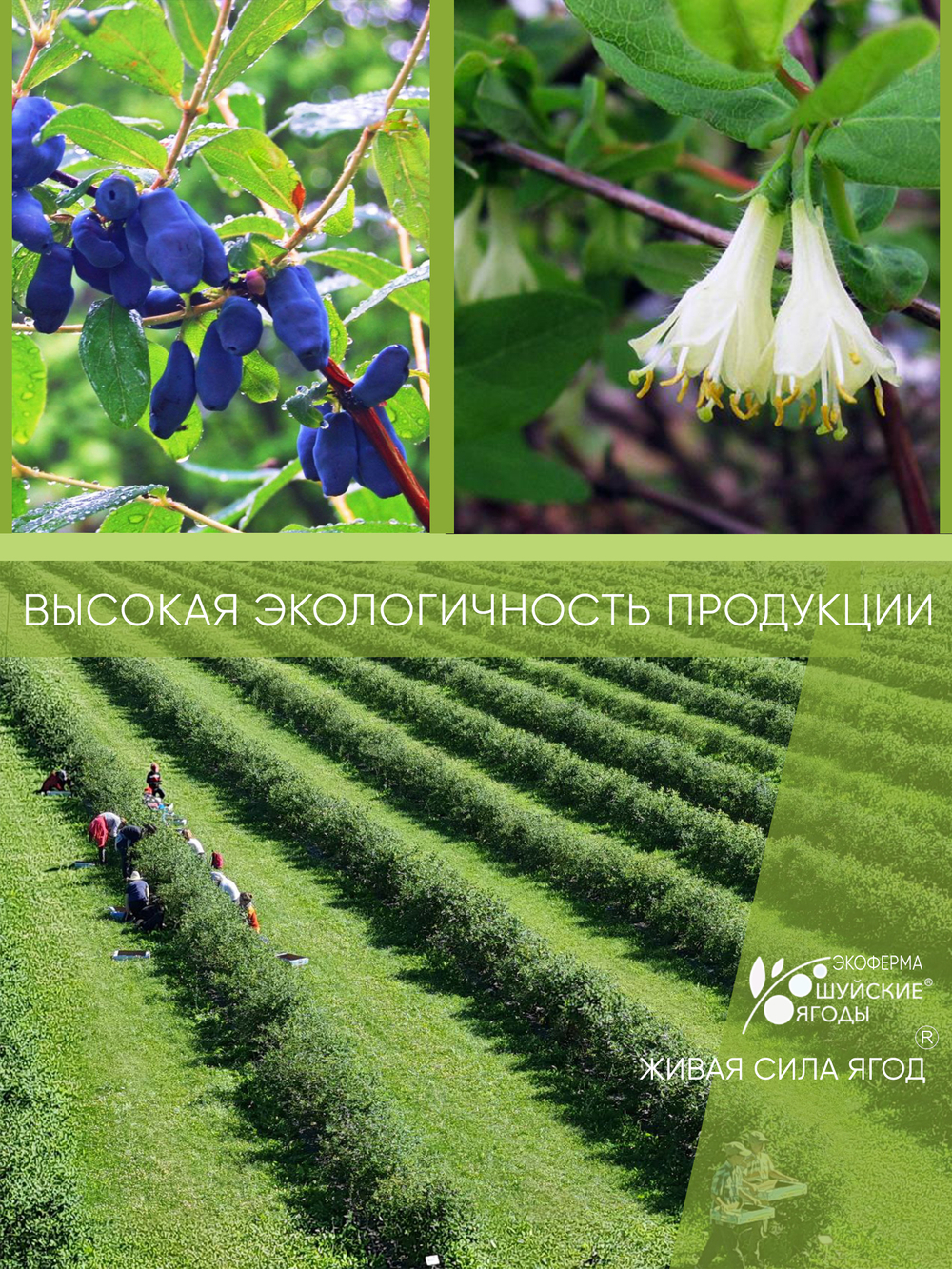 Мармелад из жимолости с фруктозой, 300 г