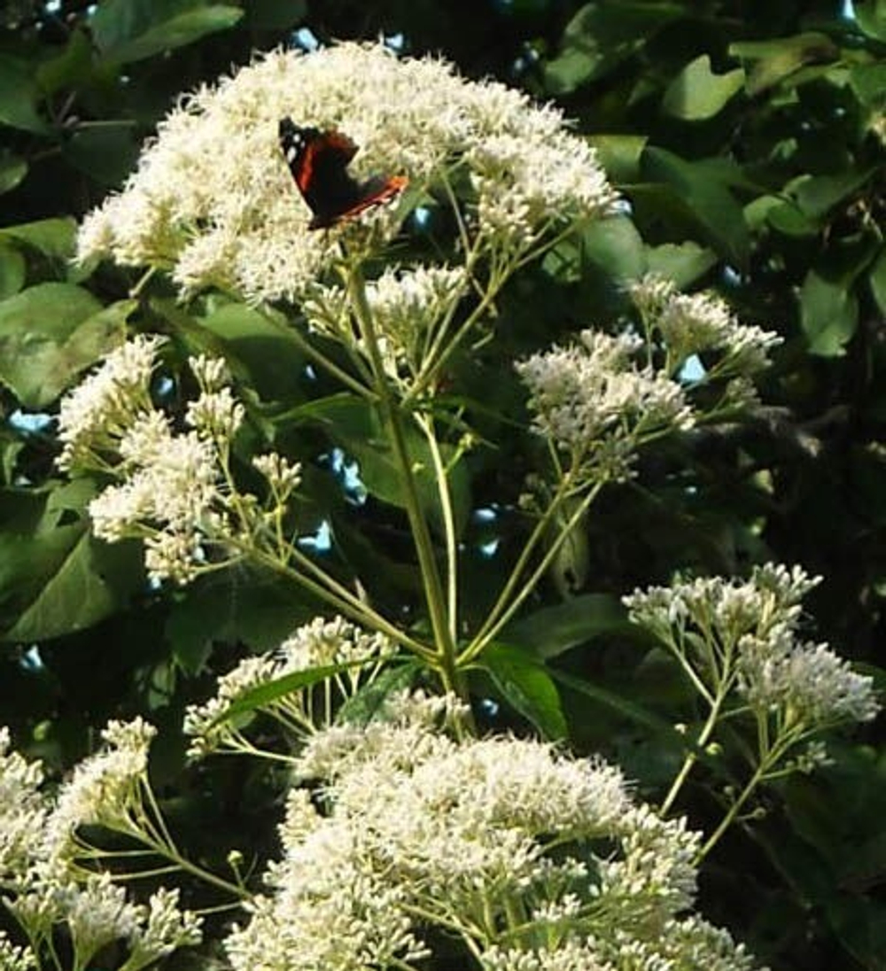 Посконник трубчатый Айвори Тауэрс С2