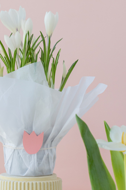 Первоцветы