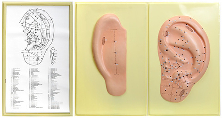 Барельефная модель "Точки акупунктуры ушной раковины"