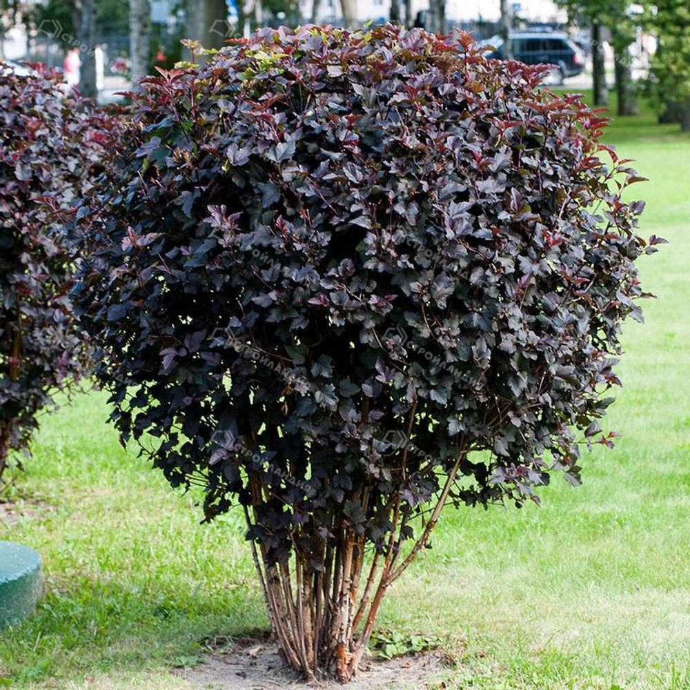 Пузыреплодник калинолистный