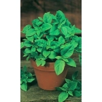 Семена Базилик Ароматный Гуляш зелёный (Марс) 0,3гр Б/П