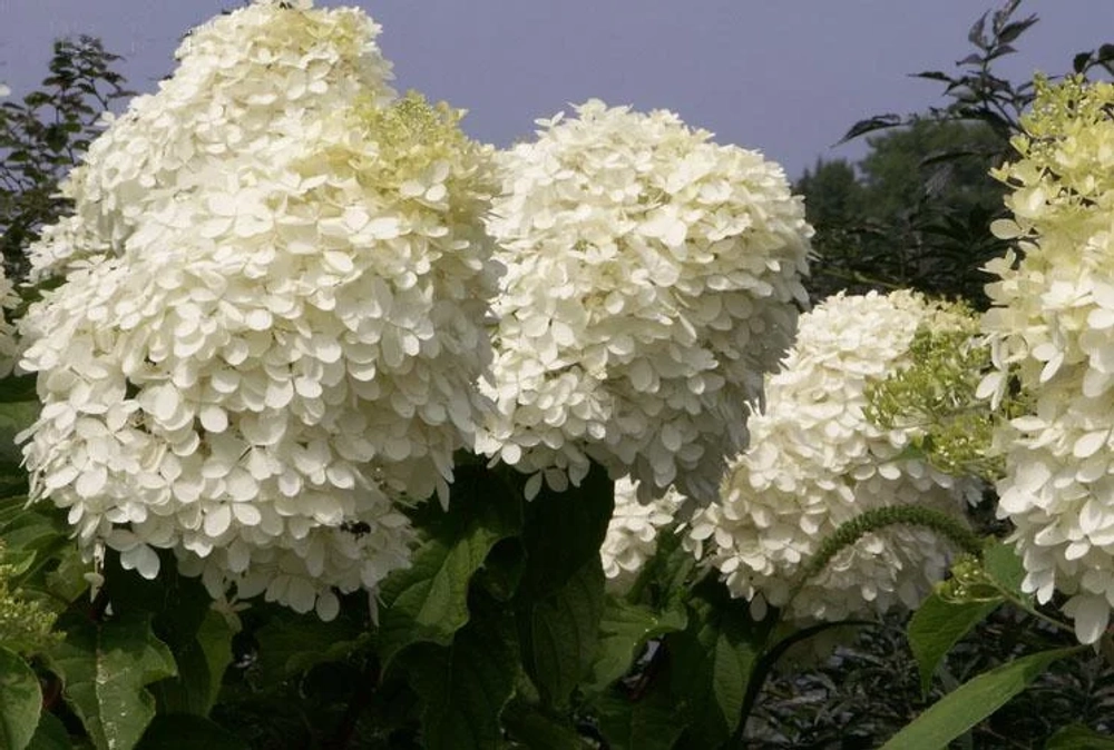 Фантом «Phantom» С7.5