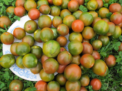 Помидоры Evil Olive - Сердитая Маслина