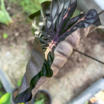 Колоказия PINK RIBBON