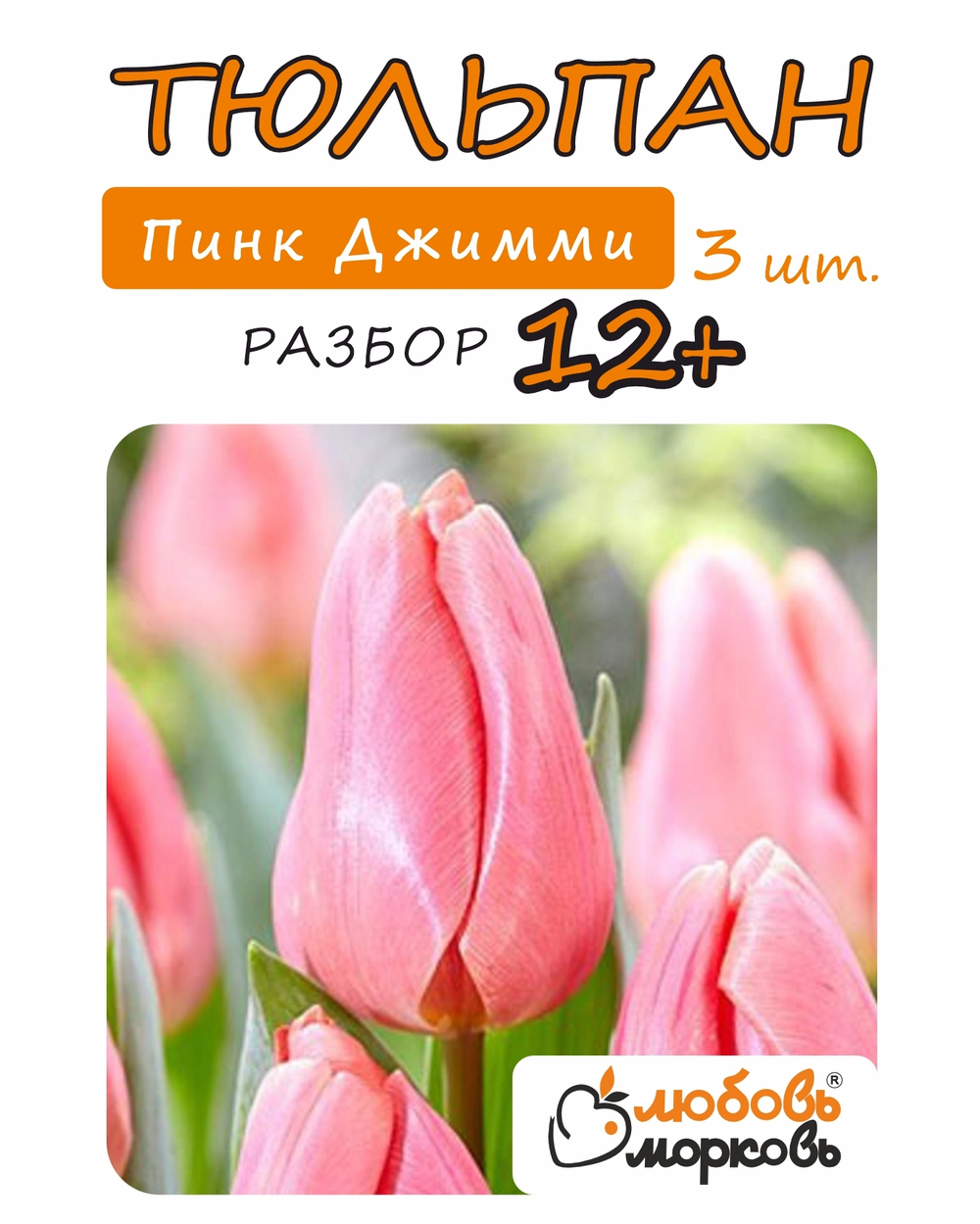 Тюльпан Луковица, Пинк Джимми, 3 шт, разбор 12+