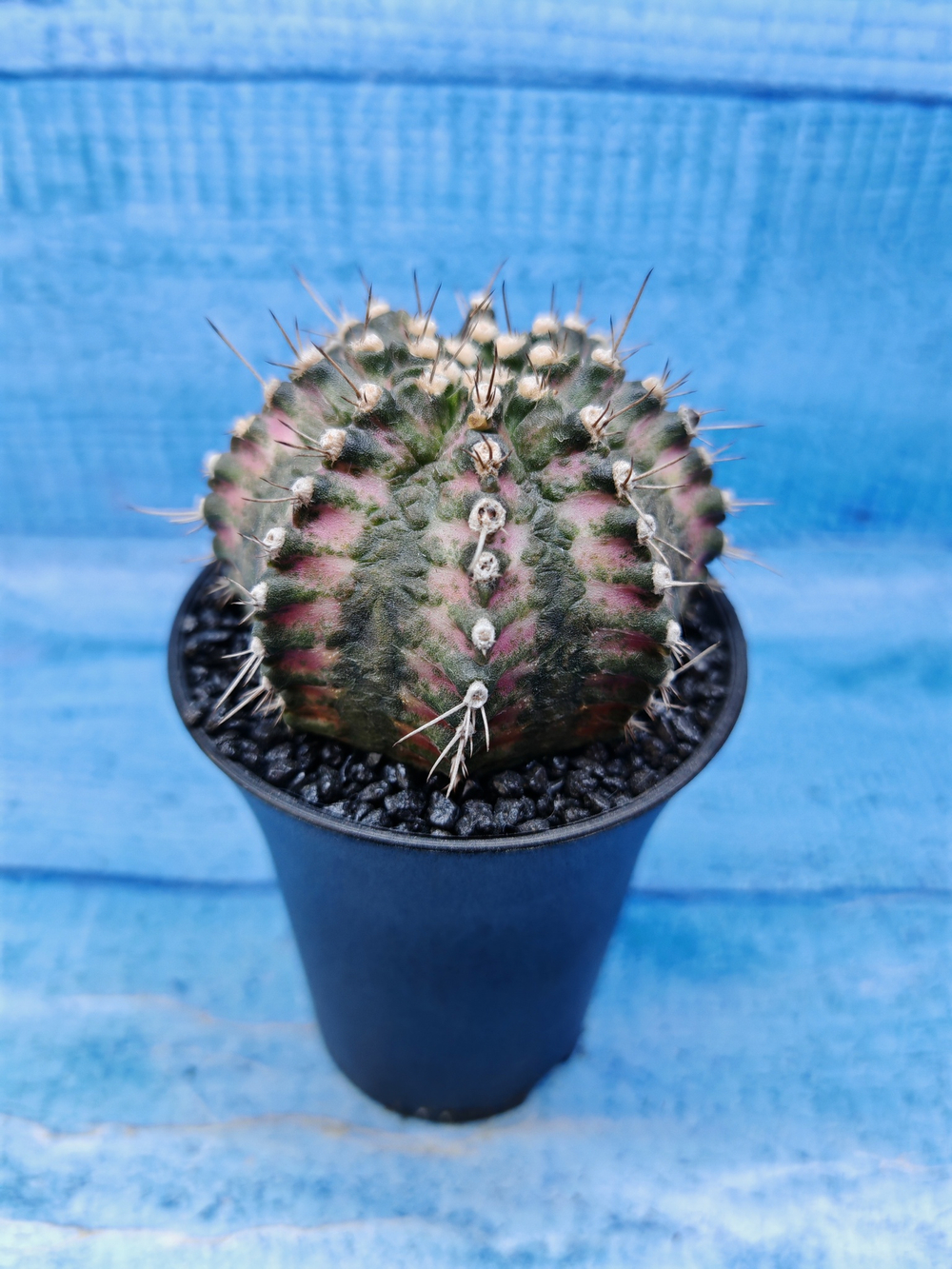 Gymnocalycium T-Rex Pink hybride (Гимнокалициум T-rex)