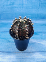 Gymnocalycium T-Rex Pink hybride (Гимнокалициум T-rex)