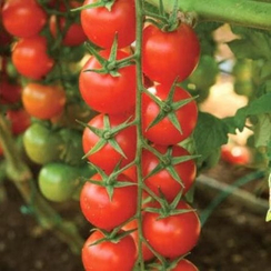 Сентино F1 семена томата индетерминантного (Clause / Клос)