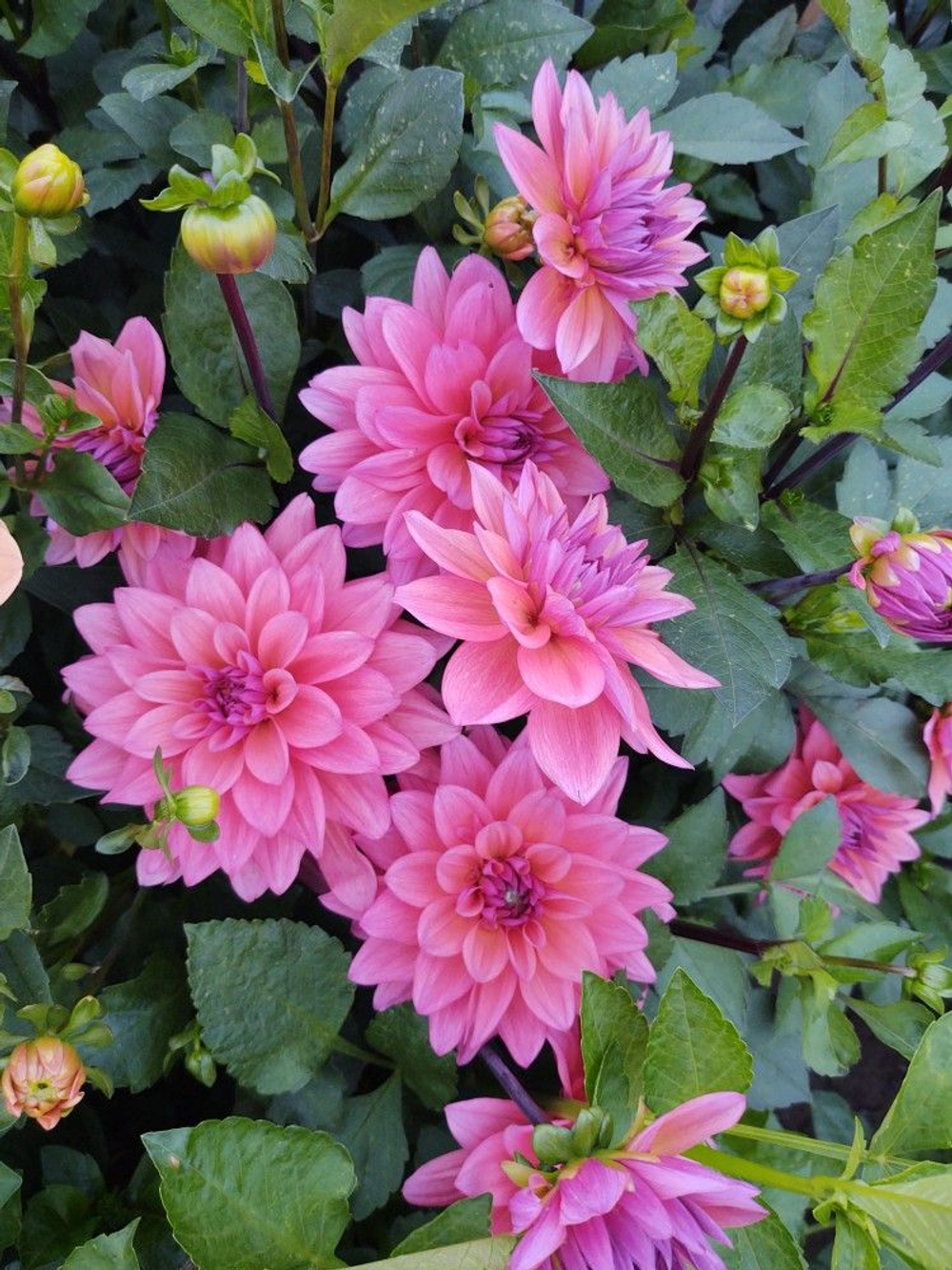 Георгин Feline Yvonne (корень) Закупка М55 апрель 2026