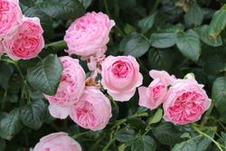 Мон Кёр (Mon Coeur)