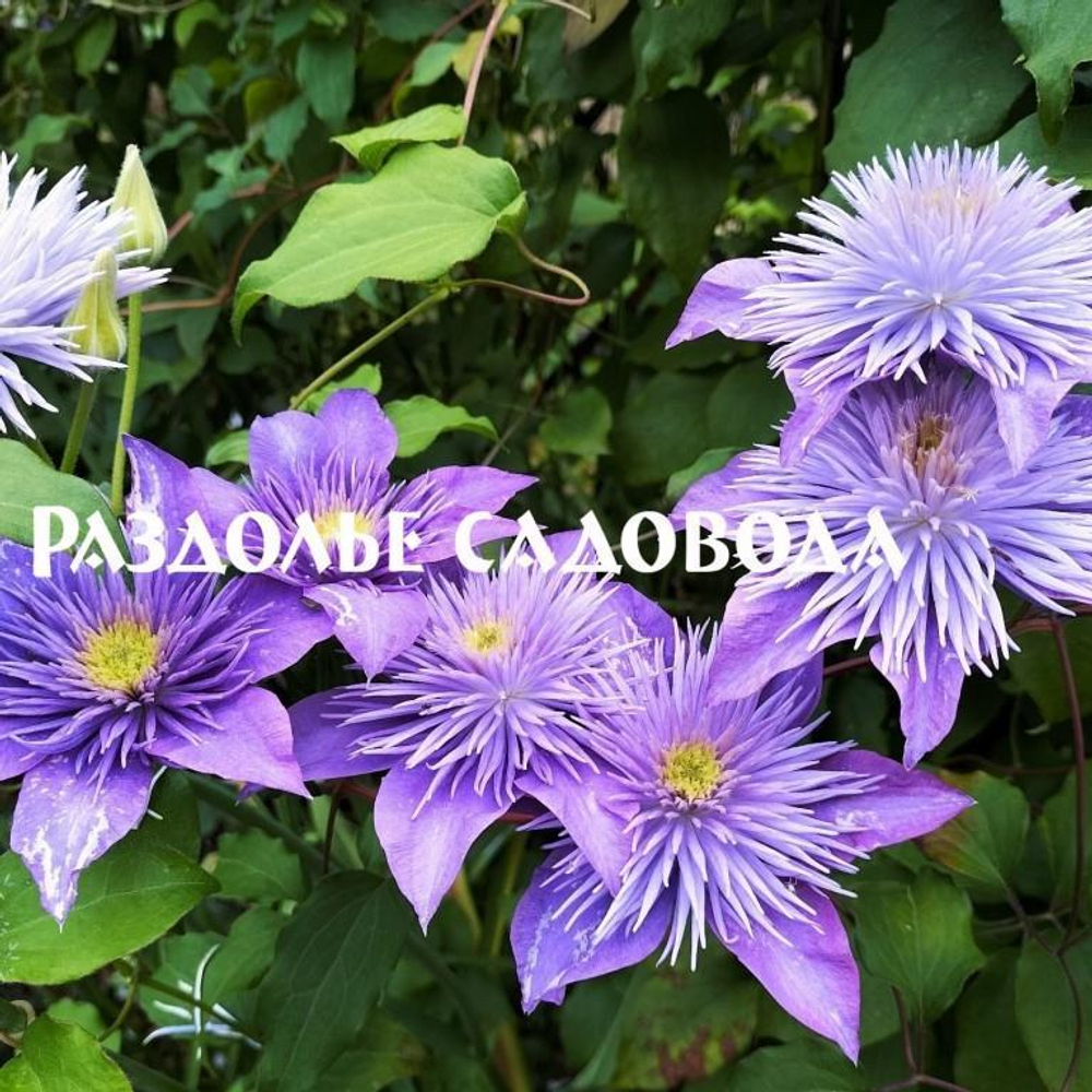 Клематис Кристальный Фонтан