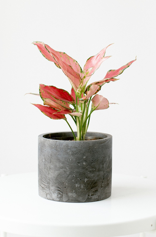 Аглаонема Черри Бэби