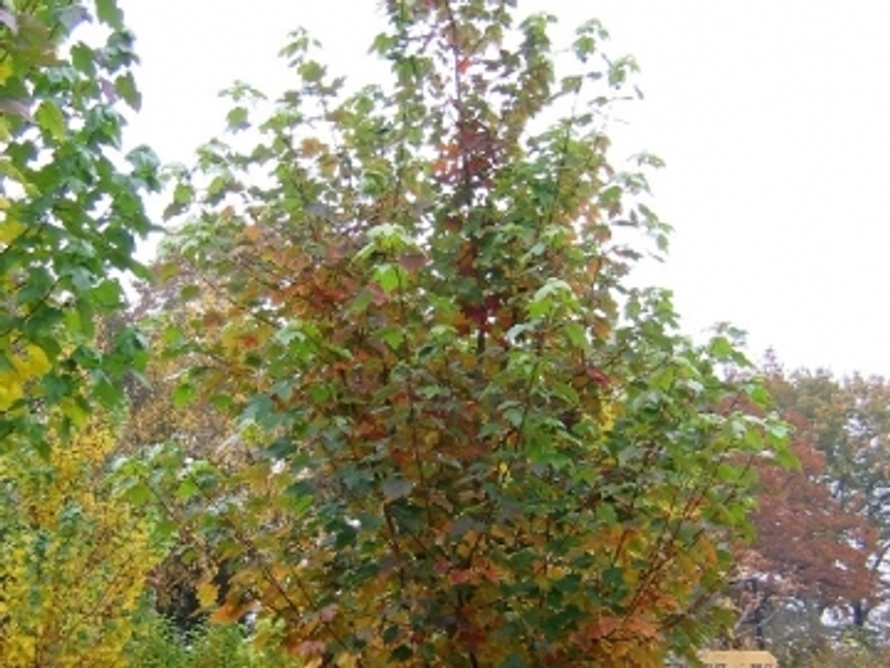 Клён красный  Scanlon  (Сканлон) 80-100 см