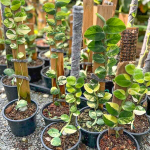 Рафидофора AUREA GIANT