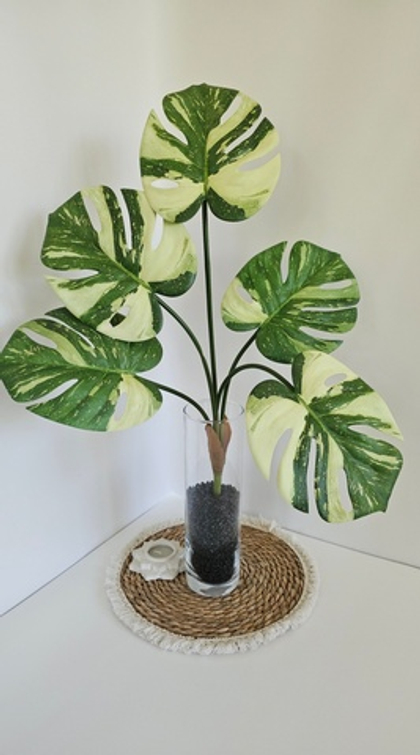 Монстера 5 листьев / Арт 6319